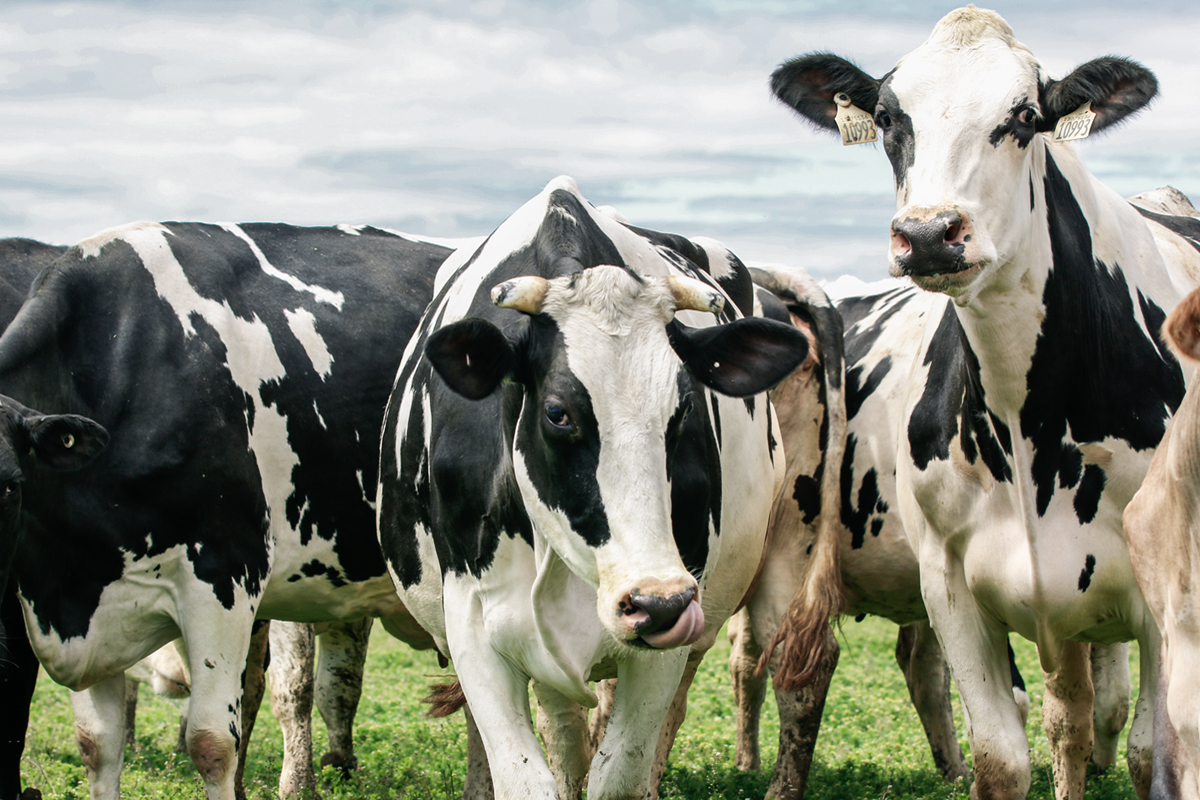 ドニアファームは乳牛の負担にならない量だけ搾乳